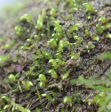 Attēlu rezultāti vaicājumam “Brachythecium rivulare”