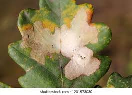 Attēlu rezultāti vaicājumam “Tischeria ekebladella”