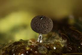 Attēlu rezultāti vaicājumam “Enerthenema papillatum”