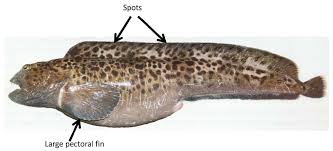 Image result for Anarhichas minor