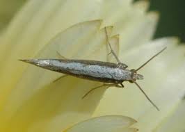 Attēlu rezultāti vaicājumam “Plutellidae”