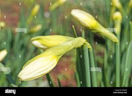 Attēlu rezultāti vaicājumam “Narcissus bud”