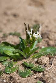 Attēlu rezultāti vaicājumam “Arabis hirsuta flower”