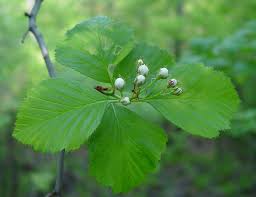 Attēlu rezultāti vaicājumam “Crataegus macracantha fruit”