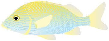 Image result for Haemulon plumierii