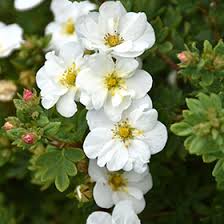 Attēlu rezultāti vaicājumam “Pentaphylloides fruticosa flower”