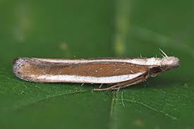 Attēlu rezultāti vaicājumam “Gelechia jakovlevi”