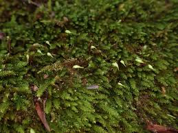 Attēlu rezultāti vaicājumam “Eurhynchium hians”