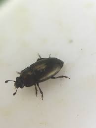 Attēlu rezultāti vaicājumam “Meligethes sp.”