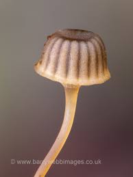 Attēlu rezultāti vaicājumam “Symphytocarpus flaccidus macro”