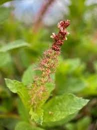 Attēlu rezultāti vaicājumam “Phleum phleoides fruit”