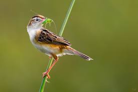 Image result for Cisticola juncidis