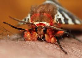 Attēlu rezultāti vaicājumam “Arctia caja”