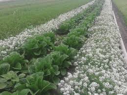 Attēlu rezultāti vaicājumam “Lobularia maritima”