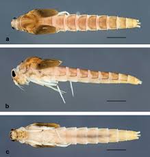 Attēlu rezultāti vaicājumam “Ephemeroptera larva”
