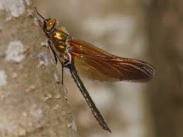 Attēlu rezultāti vaicājumam “Cordulia aenea”