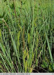 Attēlu rezultāti vaicājumam “Carex rostrata”