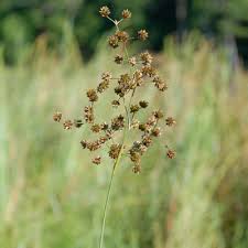 Attēlu rezultāti vaicājumam “Juncus stygius”