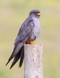 Image result for Falco vespertinus