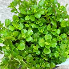 Attēlu rezultāti vaicājumam “Depressaria olerella imago”