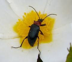 Attēlu rezultāti vaicājumam “Alleculidae”