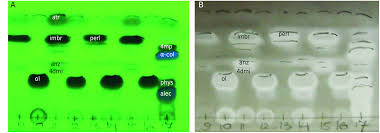 Attēlu rezultāti vaicājumam “Cetrelia sp.”