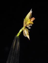 Attēlu rezultāti vaicājumam “Luzula multiflora fruit”