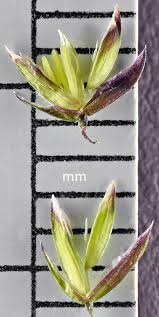 Attēlu rezultāti vaicājumam “Poa trivialis flower”