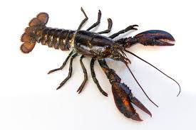 Image result for Homarus americanus