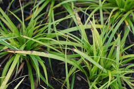 Attēlu rezultāti vaicājumam “Carex digitata leaf”