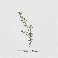 Image result for Thymian