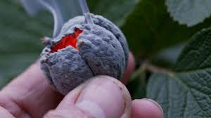 Attēlu rezultāti vaicājumam “Rubus caesius fruit”