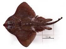 Image result for Rostroraja eglanteria