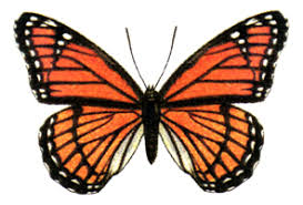 Attēlu rezultāti vaicājumam “Clossiana euphrosyne upperside”