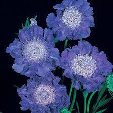 Image result for scabiosa caucasica