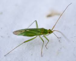 Attēlu rezultāti vaicājumam “Blepharidopterus angulatus”