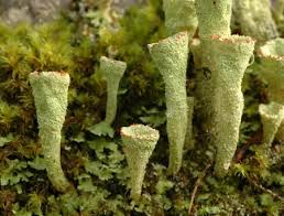 Attēlu rezultāti vaicājumam “Cladonia deformis”