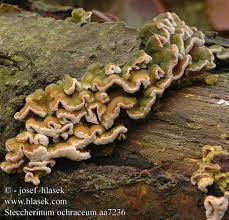 Attēlu rezultāti vaicājumam “Steccherinum ochraceum”