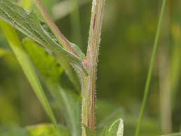 Attēlu rezultāti vaicājumam “Centaurea jacea fruit”