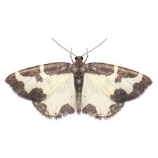 Attēlu rezultāti vaicājumam “Lomaspilis marginata”