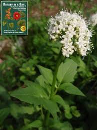 Attēlu rezultāti vaicājumam “Valerianaceae”