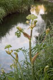 Attēlu rezultāti vaicājumam “Angelica sylvestris fruit”
