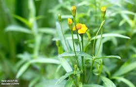Attēlu rezultāti vaicājumam “Tagetes leaf”