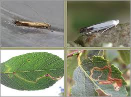 Attēlu rezultāti vaicājumam “Lyonetia clerkella”