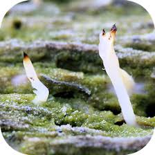 Attēlu rezultāti vaicājumam “Multiclavula mucida”