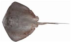 Image result for Bathytoshia brevicaudata