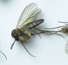 Attēlu rezultāti vaicājumam “Phronia sp.”