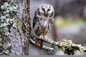 Attēlu rezultāti vaicājumam “Aegolius funereus adult”