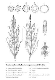 Attēlu rezultāti vaicājumam “Equisetum palustre”
