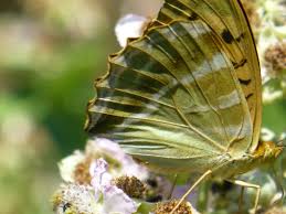 Attēlu rezultāti vaicājumam “Argynnis paphia underside”
